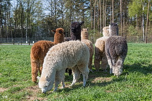 Bungenhof Alpaka-Herde
