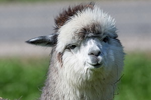 Bungenhof Alpakas - WIE Candy