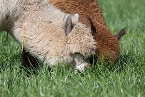 Freundlich zur Weide...