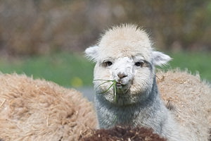 Bungenhof Alpakas - AAG Wallace