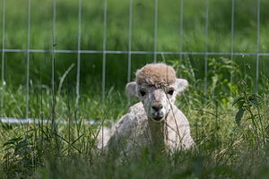 Bungenhof Alpakas - AMI Feuke