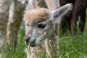 Bungenhof Alpakas - AMI Feuke