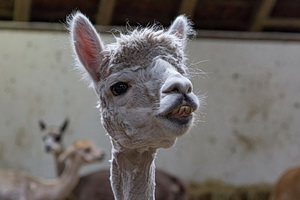 Gesundes Lächeln...