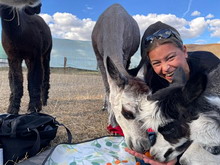 Bungenhof Alpaka-Rendezvous