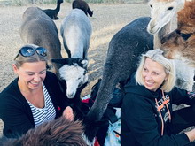 Bungenhof Alpaka-Rendezvous